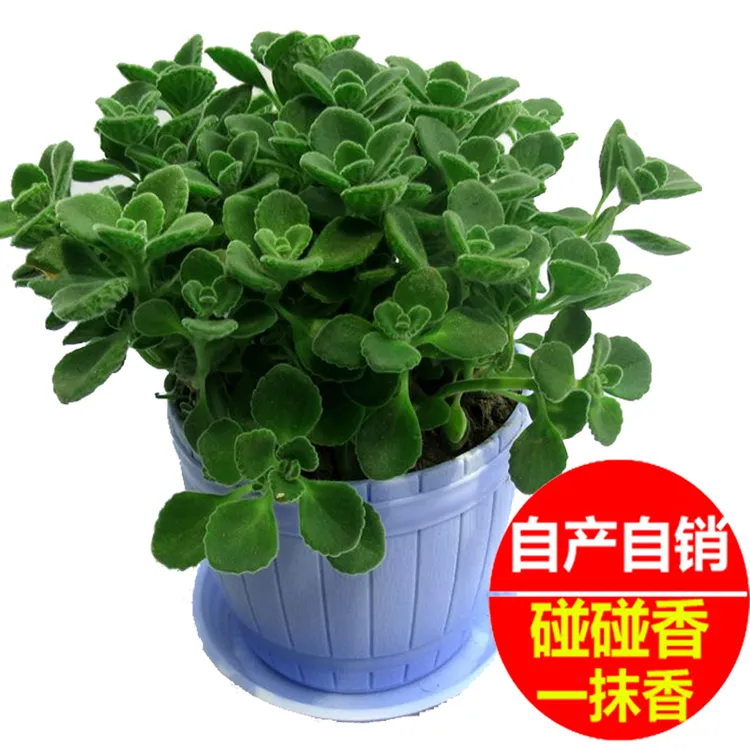 碰碰香盆栽一抹香香草植物驱蚊优质桌面保护栽培叶片窗台办公桌