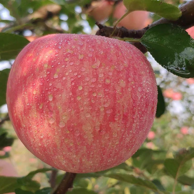 果园直发5斤新鲜山东烟台栖霞红富士苹果水果脆甜多汁不打蜡正宗