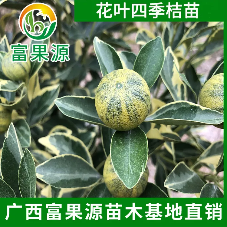 斑叶小柠檬苗 斑叶桔苗 斑叶桔苗 花叶四季桔 盆栽地栽阳台庭院