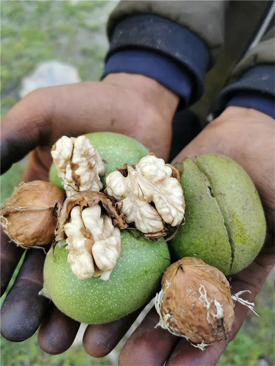 小央章故乡 云南丽江农家2024新鲜古树湿核桃5斤装包邮