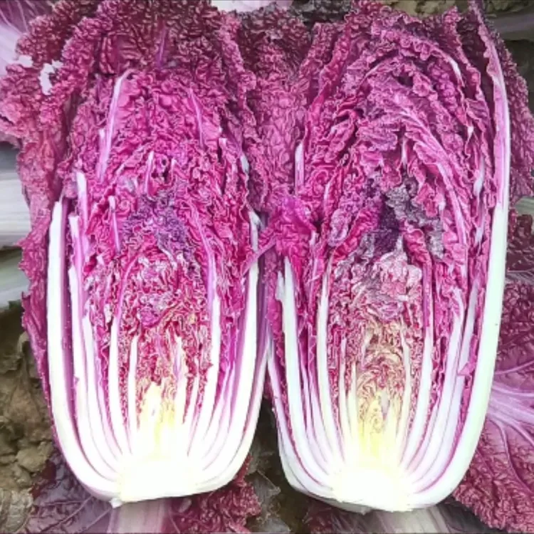 紫色白菜种子千宝菜种子
