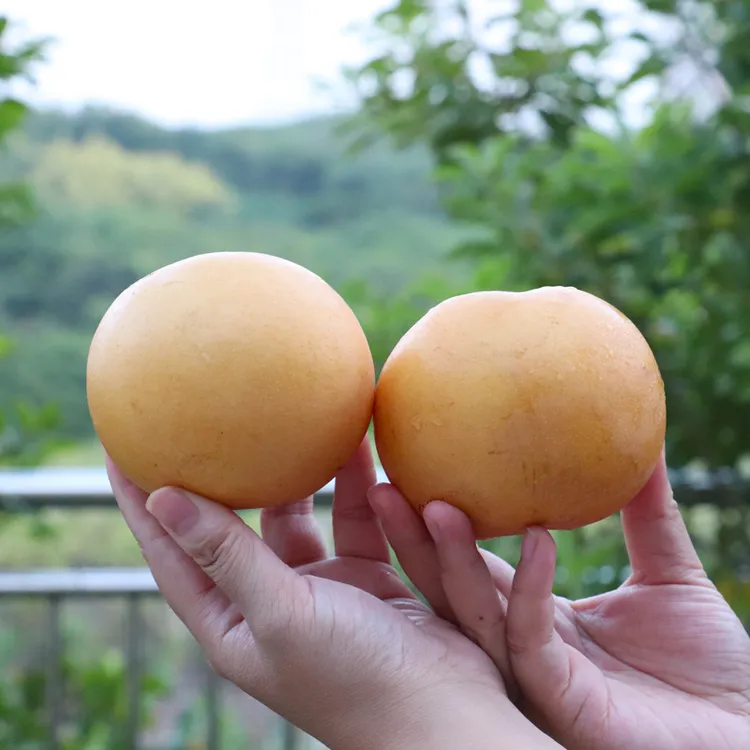 山东烟台现摘丰水梨时令新水果口感鲜水果3斤/5斤快递包邮