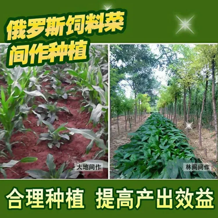 俄罗斯饲料菜牧草伊乐藻