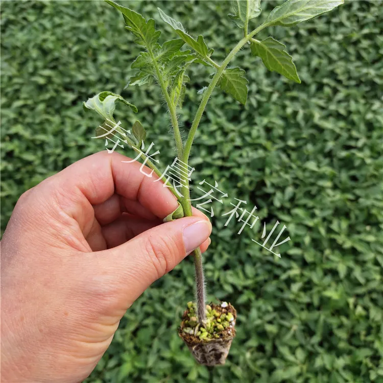 （1934柿子苗）西红柿苗粉果番茄高产大果沙瓤口感抗病毒耐储运包邮