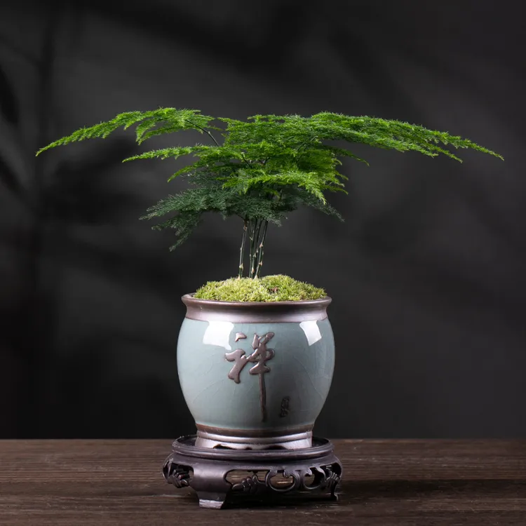 文竹禅意桌面盆栽植物宁静致远