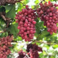（顺丰包邮）四川大凉山冰美人小糖豆克伦生葡萄纯甜无酸现摘现发