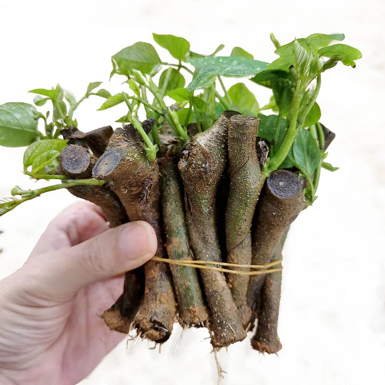 广西葛根种苗无渣粉葛苗100/300/500/1000株 绿化植物绿植栽种