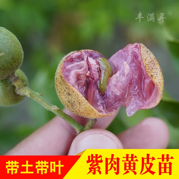 广西紫肉黄皮苗嫁接苗紫色黄皮苗带土带叶发货可地栽盆栽庭院种植