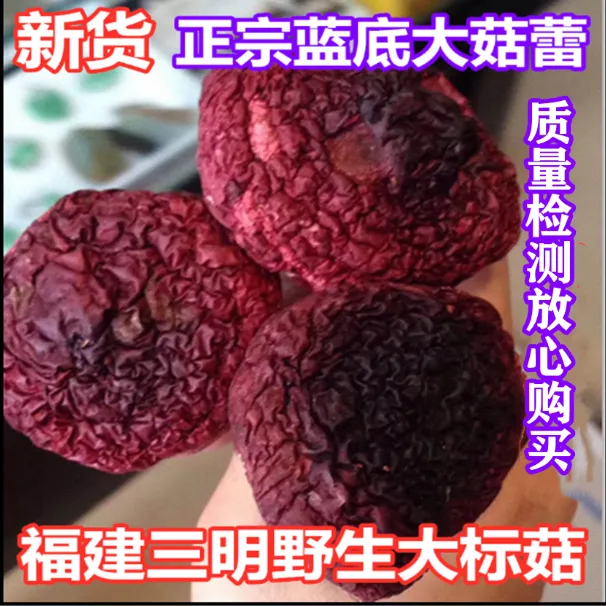 新货福建三明野生大红菇红菌红椎菌月子菇红蘑菇特级正宗蓝底