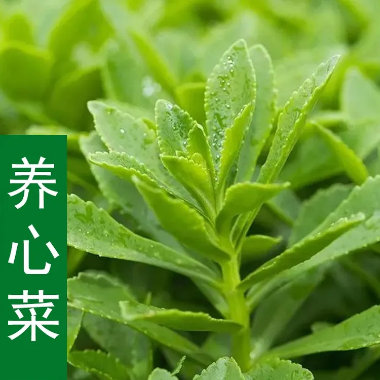 养心菜种子救心菜种子费菜种子高钙菜营养天然高产品质抗病健康