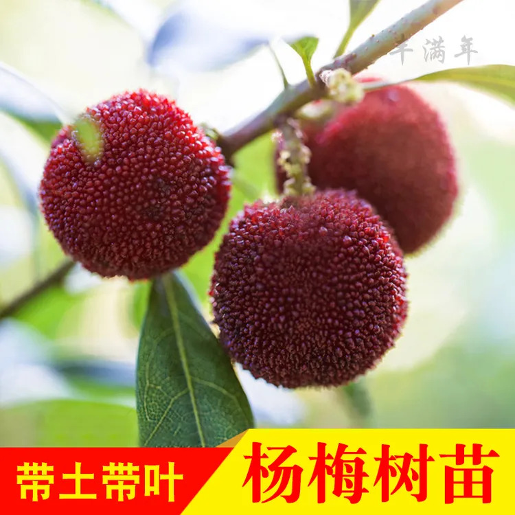东魁杨梅嫁接树苗黑炭白梅杨梅迟熟早熟带叶带土发货果苗