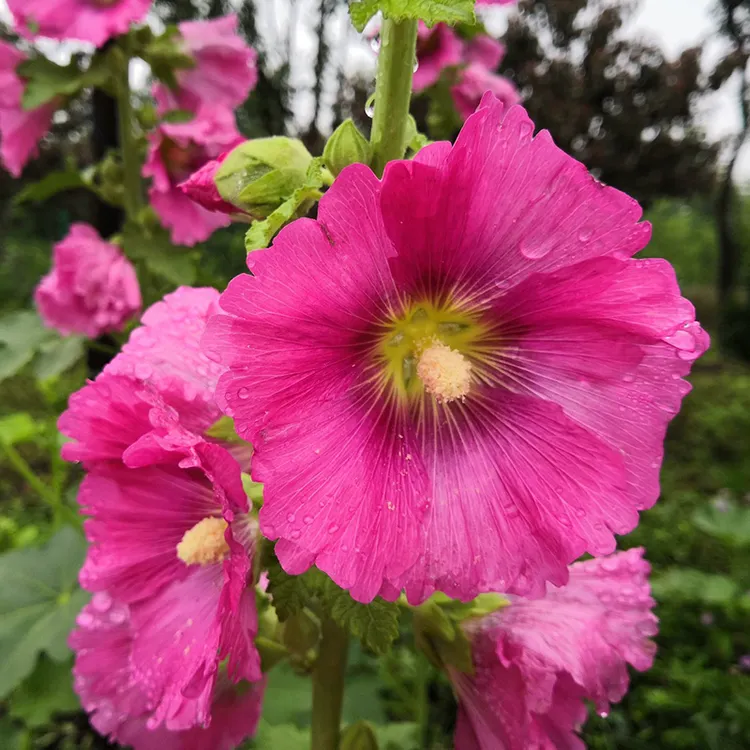花种子重瓣蜀葵耐寒混色多年生一丈红戎葵花盆栽四季易种花卉种籽