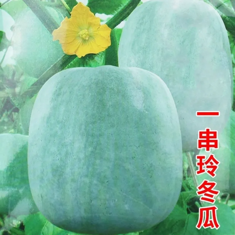 高产一串铃冬瓜种子四季白皮小冬瓜蔬菜种籽粉皮庭院菜园阳台大田
