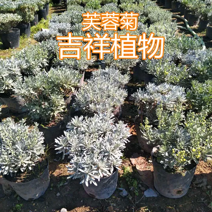 芙蓉菊 香菊 玉芙蓉千年艾蕲艾阳台庭院耐寒耐热花卉植物