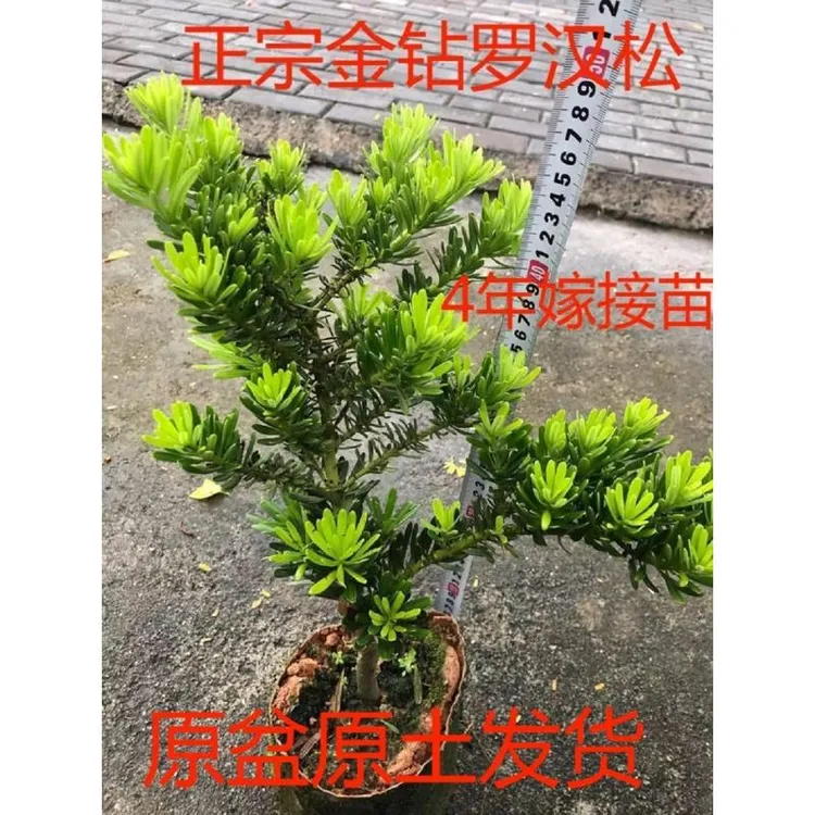 正宗金钻罗汉松 菊花心罗汉松 台湾罗汉松净化空气庭院阳台嫁接苗