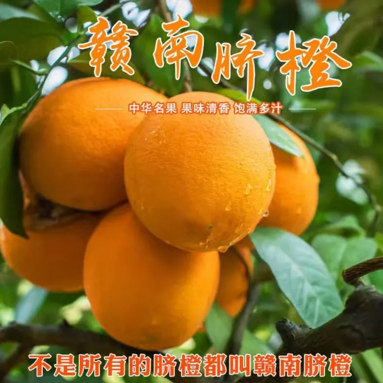 (坏果包赔)正宗江西赣南脐橙5/10/20斤农家原生态水果无籽化渣