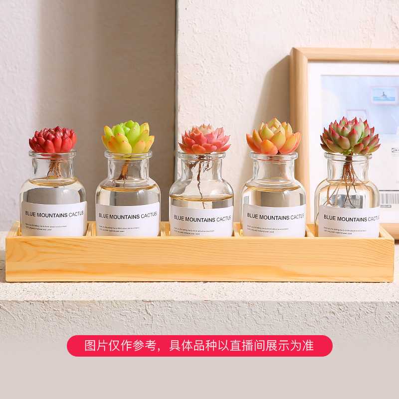 星花怒放【mumuhome直播专享】水培多肉植物5颗送瓶子多肉盆栽绿植