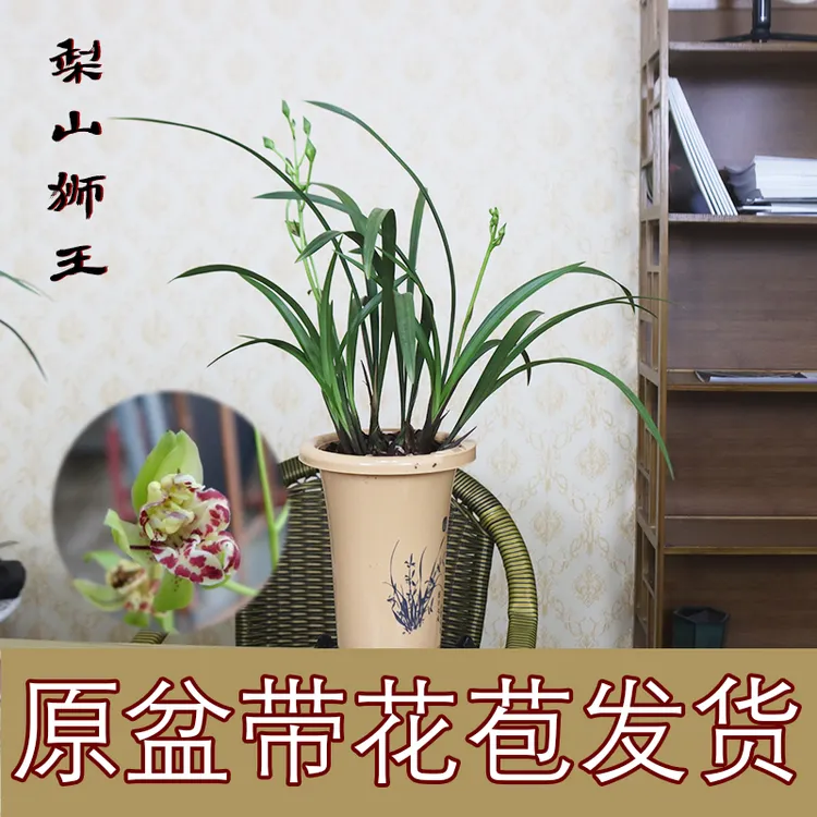 建兰奇花 梨山狮王（7月—12月带花苞） 室内绿植盆栽