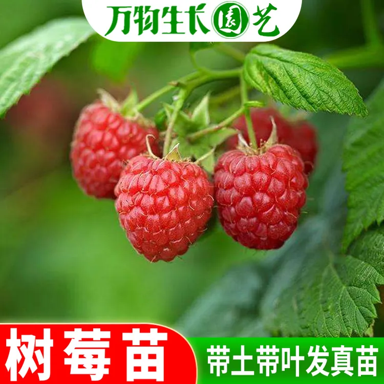 树莓苗当年结果红黄树莓苗南北方阳台庭院盆栽草莓种植覆盆子果树