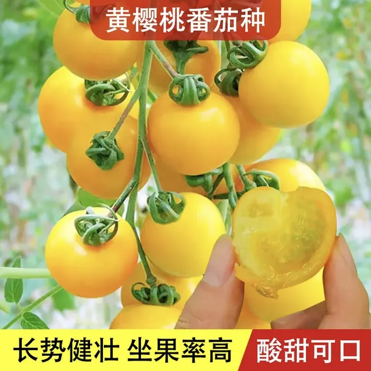 【黄蜜珠番茄种子】稀有珍贵高甜度水果黄樱桃番茄种子小蔬菜种子