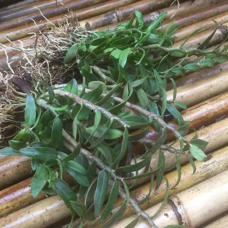 可食霍山铁皮石槲三年苗盆栽花绿植物室内外药用鲜条种苗石胡花卉