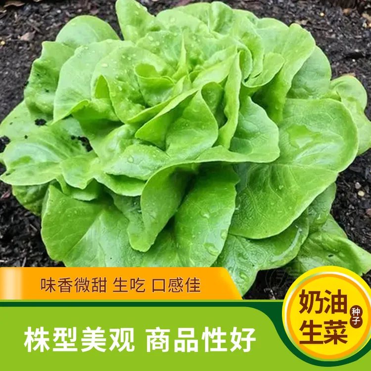 奶油生菜种子耐热无土栽培春夏秋四季阳台盆栽蔬菜种籽孑甜脆