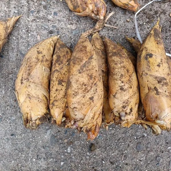 湖南炎陵现挖新鲜冬笋春笋楠竹笋