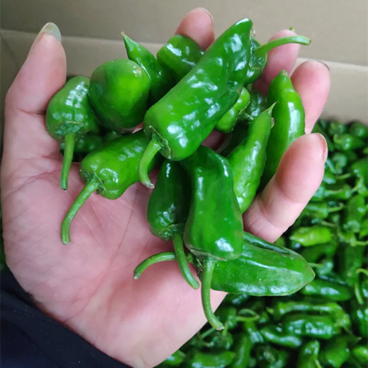 【徐书记专属】正宗余干辣椒小土辣椒1/2/3/5斤装送豆豉农产品