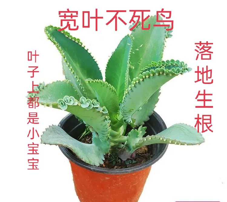 宽叶不死鸟落地生根精品生长绿植盆栽净化空气蕾丝公主桌摆必备