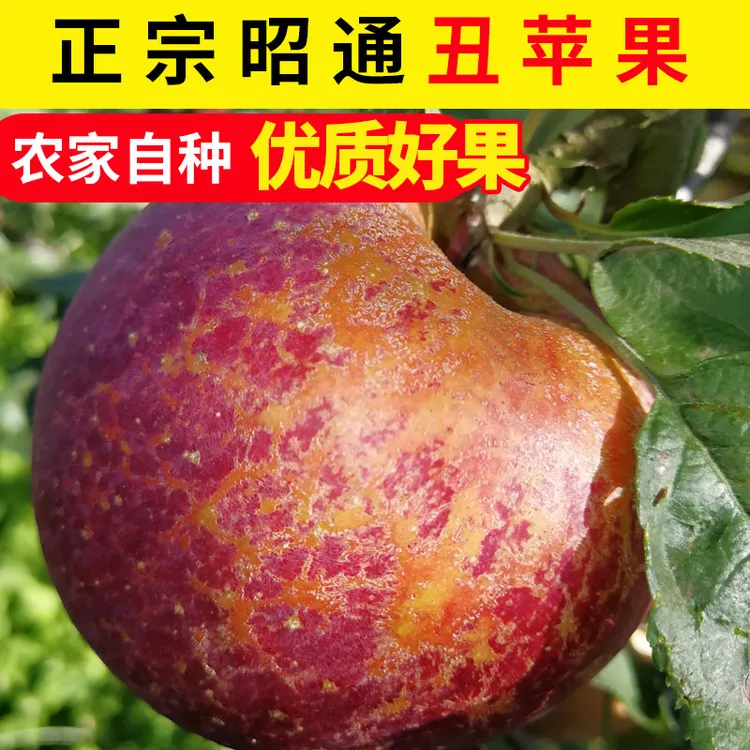 2024年新鲜上市农家云南昭通丑苹果水果脆甜糖心萍果5/8.8斤包邮