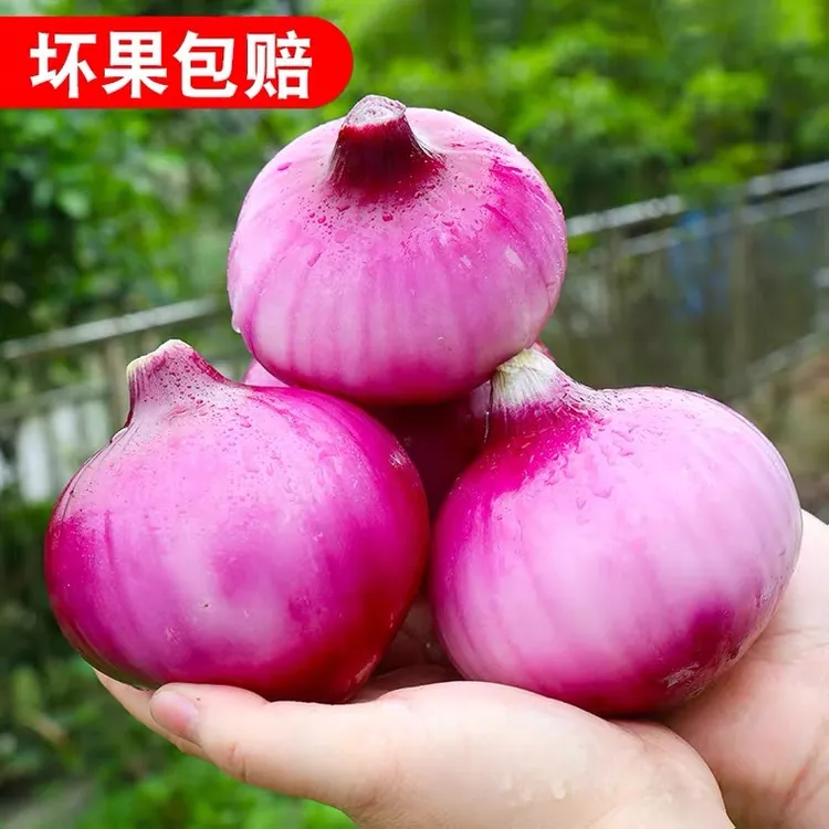 2025年新鲜紫皮洋葱圆葱葱头新鲜蔬菜3斤5斤/9斤