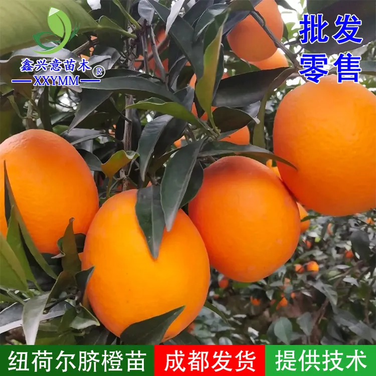 纽荷尔脐橙苗正宗雷波脐橙苗奉节脐橙树苗赣南脐橙苗果树苗
