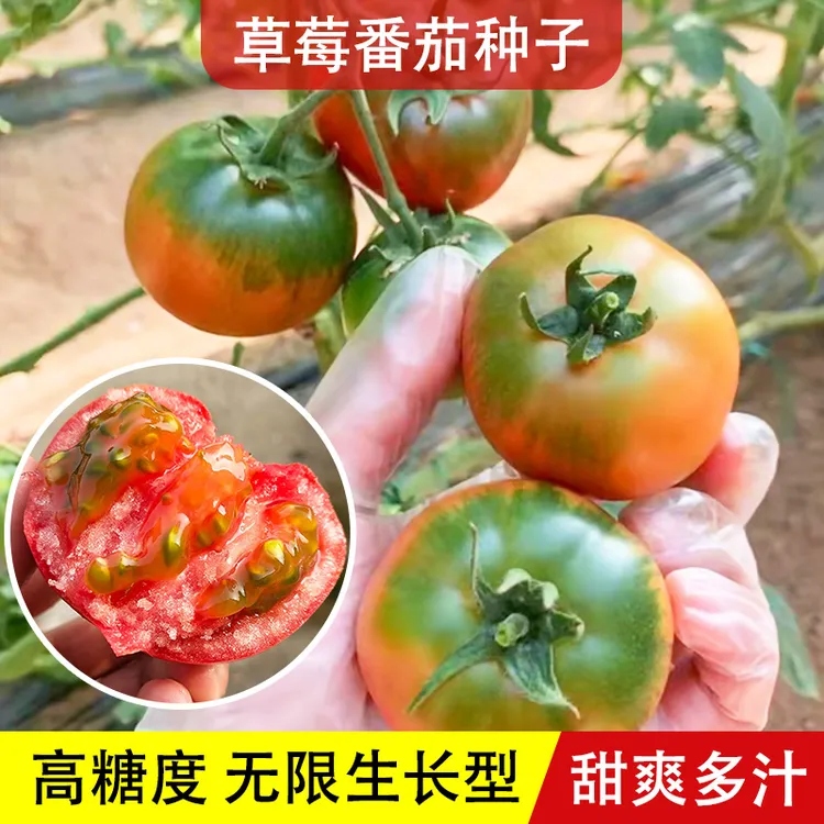 灵珠子草莓番茄种子四季阳台盆栽农家蔬菜孑