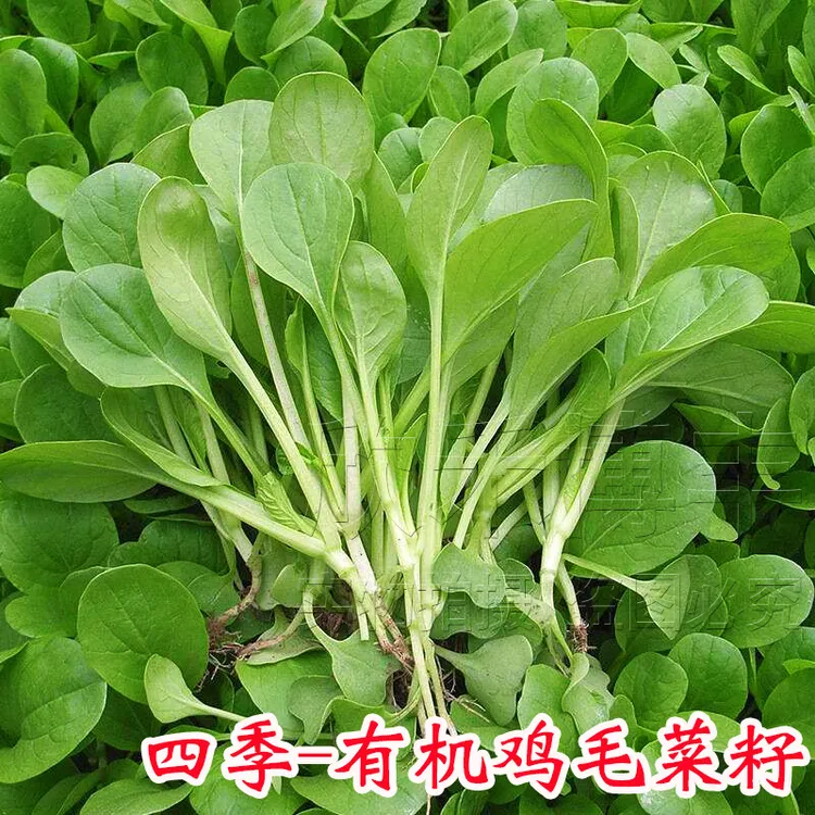 鸡毛菜菜种籽小白菜阳台种菜盆栽种子上海青菜园四季播蔬菜种孑
