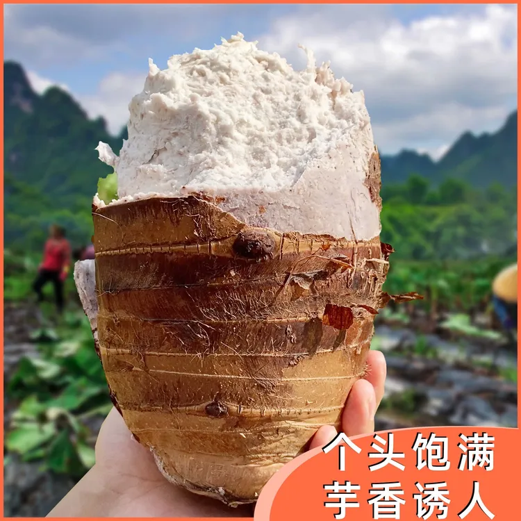 【正宗荔浦芋头】新鲜现挖现发粉糯香甜软糯好吃3/5/9斤 