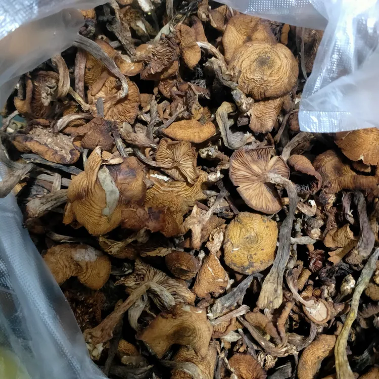 野生干榛蘑自然晾晒