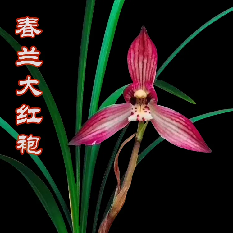 春兰荷型瓣漂亮红花大红袍花香，春天开花