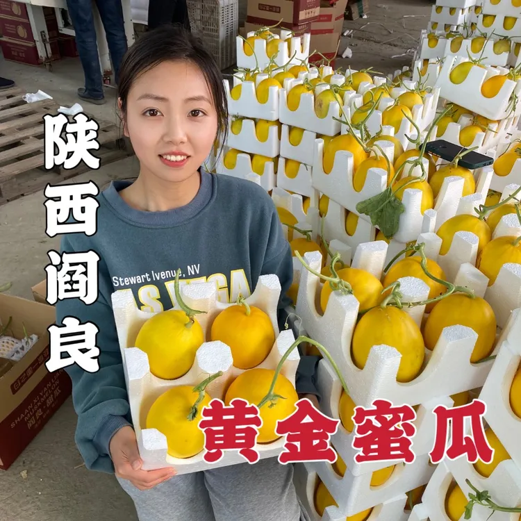陕西阎良黄金蜜瓜香甜可口应季水果8.5-9斤包邮