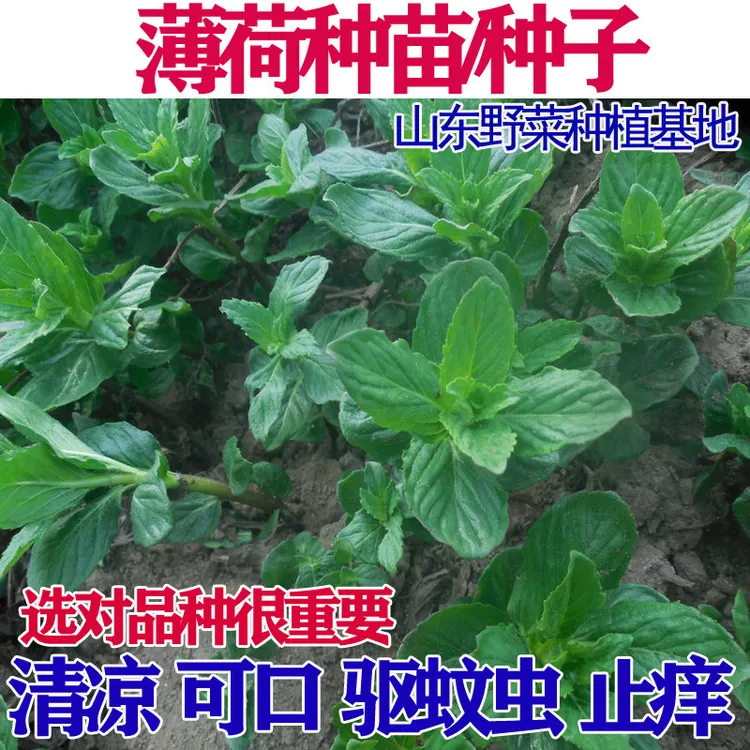 野生薄荷种子种苗多年生阳台盆栽庭院家庭种植山东野菜种植基地