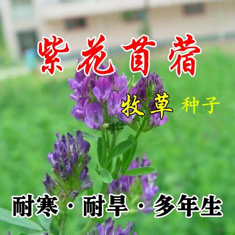 紫花苜蓿种子牧草种子草籽鸡鸭鹅猪牛羊兔鱼草种子多年生播种春季