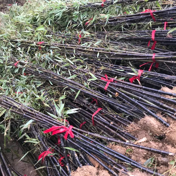 竹子苗北方耐寒庭院绿化景观竹苗植物四季常青紫竹盆栽青竹金镶玉