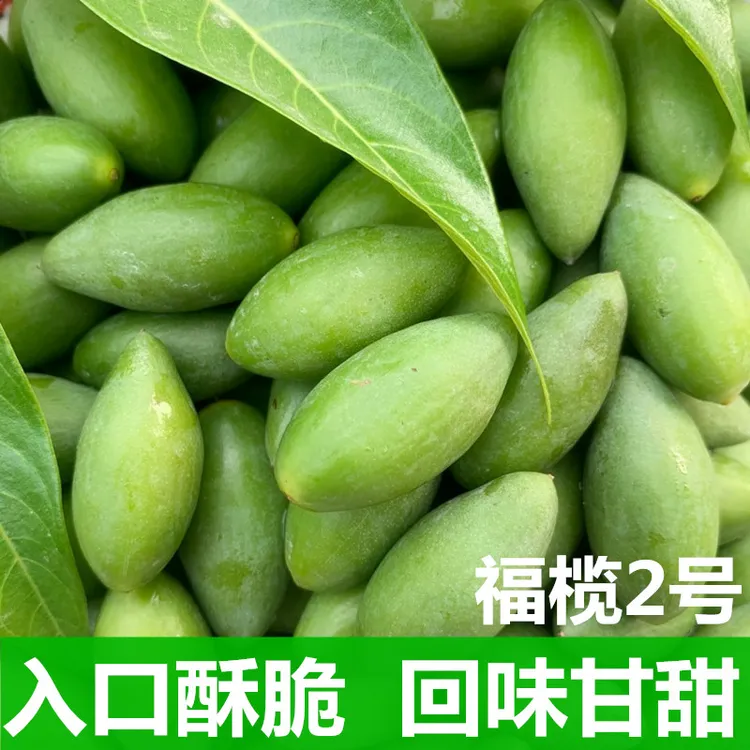 现摘福榄二号青枣脆橄榄口感酥脆生吃回甘好福建广东特产正宗闽侯