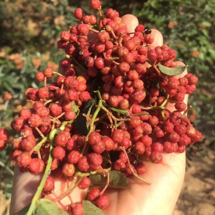 【新鲜大红袍】山西襄汾大红袍花椒一级精选250g 味道麻香天然采摘