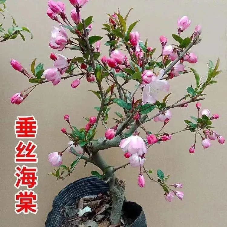 海棠花盆栽四季开花好养花卉植物室内花庭院垂丝海棠花树苗盆景