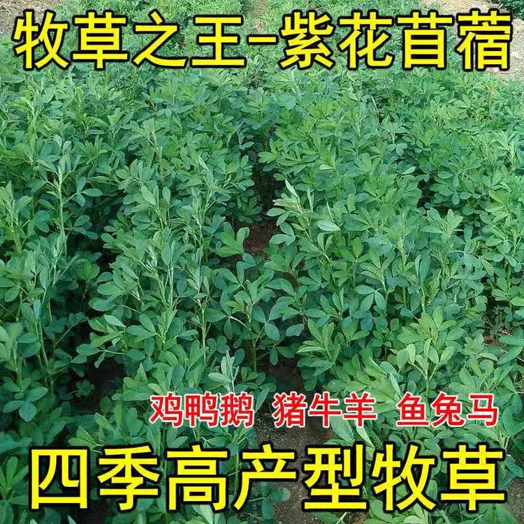 多年生大叶紫花苜蓿种子四季高产耐寒耐旱高蛋白牧草喂牛羊鸡鸭鹅