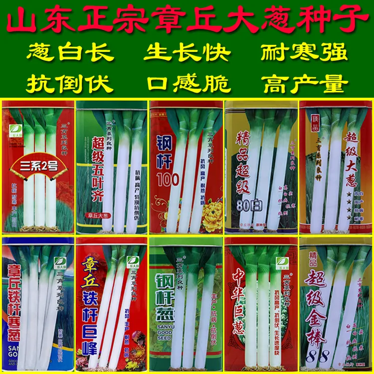 山东正宗章丘大葱种子 四季葱种孑 耐寒葱白长铁杆大葱籽高产长白