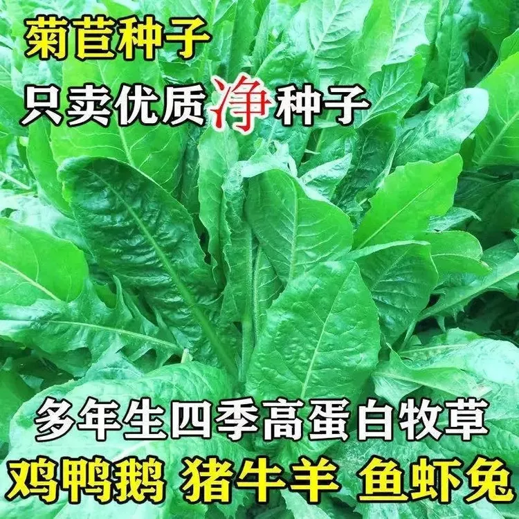 高产菊苣种子大叶菊苣草多年生四季牧草种子猪牛羊鸡鸭鹅鱼草种籽