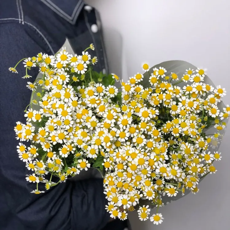 云南洋甘菊鲜花小清新文艺风百搭水养鲜切花送保鲜剂家用
