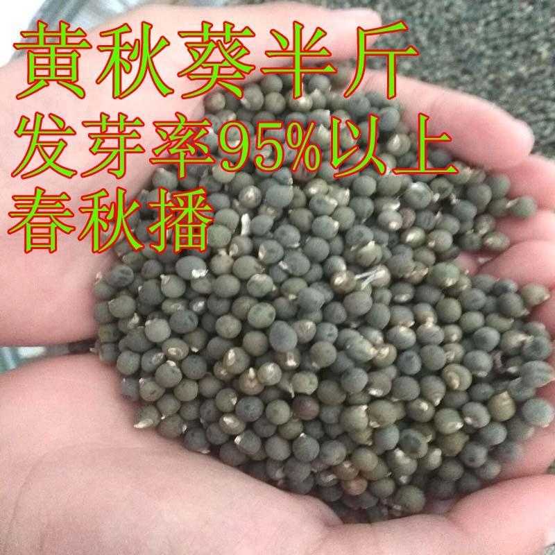 黄秋葵种子秋葵籽 绿秋葵菜子 杨贵妃五福春秋播种高产红秋葵种
