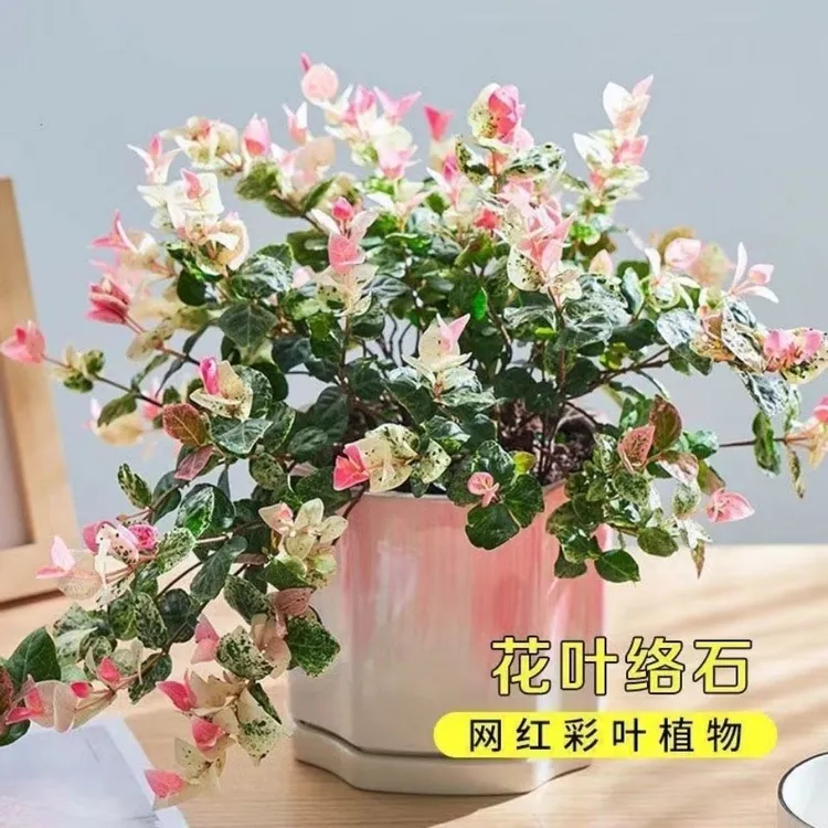 花叶络石花苗盆栽彩叶络石吊兰耐热耐寒植物
